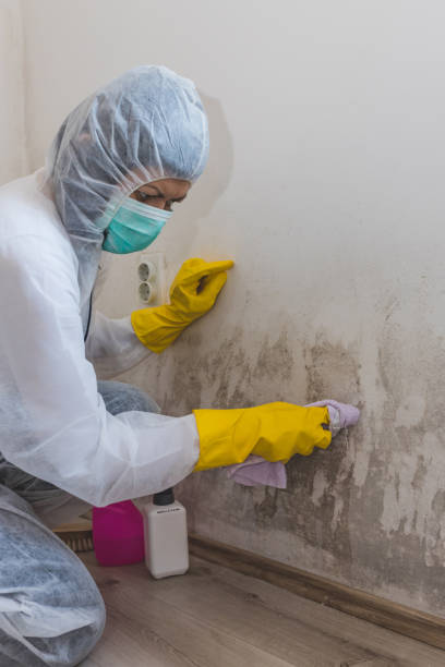 Best Crawl Space Mold Remediation  in Stockton, IL